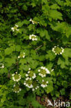 Guelder Rose