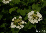 Gelderse roos (Viburnum opulus)