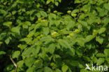 Gele kornoelje (Cornus mas) 
