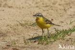 Gele Kwikstaart (Motacilla flava) 