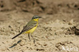 Gele Kwikstaart (Motacilla flava) 