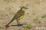 Gele Kwikstaart (Motacilla flava) 