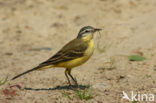 Gele Kwikstaart (Motacilla flava) 