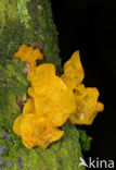 Gele trilzwam (Tremella mesenterica)