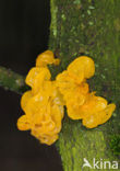 Gele trilzwam (Tremella mesenterica)