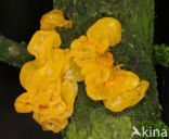 Gele trilzwam (Tremella mesenterica)