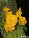 Gele trilzwam (Tremella mesenterica)