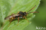 Wasp-bee (Nomada mutica)