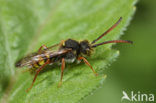 Gele wespbij (Nomada mutica) 