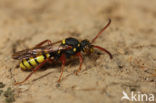 Gele wespbij (Nomada mutica) 