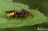 Wasp-bee (Nomada mutica)