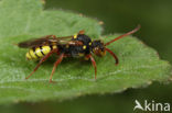 Gele wespbij (Nomada mutica) 