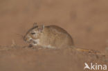 Gerbil
