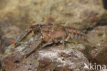 Spinycheek Crayfish (Orconectes limosus)