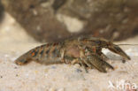 Spinycheek Crayfish (Orconectes limosus)