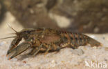 Spinycheek Crayfish (Orconectes limosus)