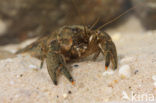 Spinycheek Crayfish (Orconectes limosus)