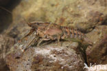 Spinycheek Crayfish (Orconectes limosus)