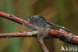 Gevlekte witsnuitlibel (Leucorrhinia pectoralis) 