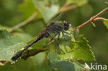 Gevlekte witsnuitlibel (Leucorrhinia pectoralis) 