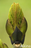 Ash (Fraxinus excelsior)