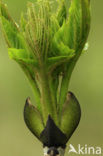Gewone es (Fraxinus excelsior)