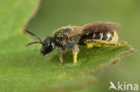 Gewone franjegroefbij (Lasioglossum sexstrigatum)