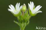 Gewone hoornbloem (Cerastium fontanum ssp. vulgare)