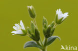 Gewone hoornbloem (Cerastium fontanum ssp. vulgare)
