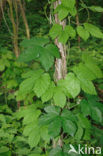 Gewone hop (Humulus lupulus)