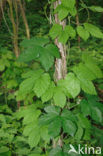 Common Hop (Humulus lupulus)