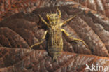 Black-tailed Skimmer (Orthetrum cancellatum)