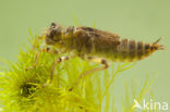 Black-tailed Skimmer (Orthetrum cancellatum)