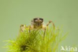 Gewone oeverlibel (Orthetrum cancellatum)