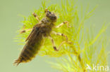 Black-tailed Skimmer (Orthetrum cancellatum)