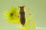 Gewone oeverlibel (Orthetrum cancellatum)