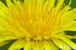 Common Dandelion (Taraxacum officinale)