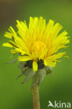 Common Dandelion (Taraxacum officinale)