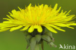 Gewone paardenbloem (Taraxacum officinale)