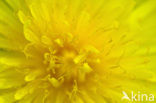 Gewone paardenbloem (Taraxacum officinale)