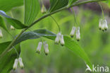 Gewone salomonszegel (Polygonatum multiflorum)