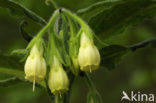 Common Comfrey (Symphytum officinale)