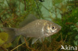 Prussian carp (Carassius gibelio)