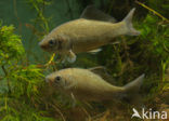 Prussian carp (Carassius gibelio)