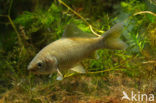 Prussian carp (Carassius gibelio)