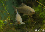 Prussian carp (Carassius gibelio)