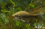 Prussian carp (Carassius gibelio)