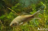 Prussian carp (Carassius gibelio)