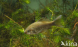 Prussian carp (Carassius gibelio)