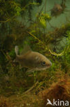 Prussian carp (Carassius gibelio)